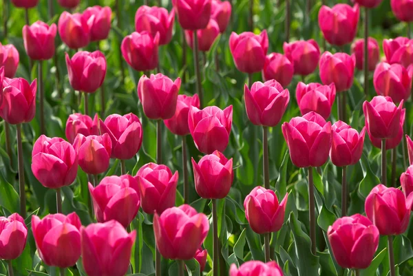 Campo de tulipanes rosa — Foto de Stock