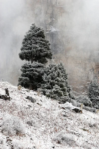 Ağaç ve kaya sis içinde — Stok fotoğraf