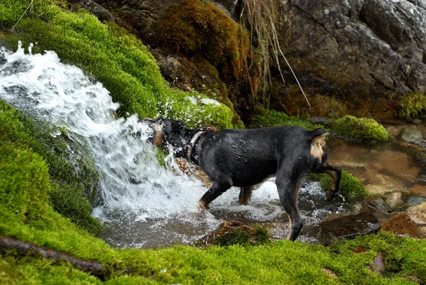Dog drink from creek — Stock Photo, Image