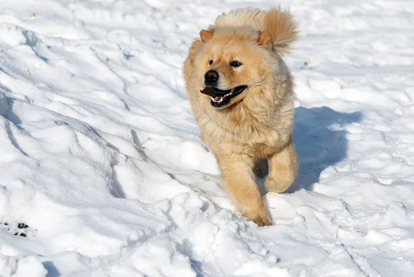 Chow-chow on snow — Stock Photo, Image