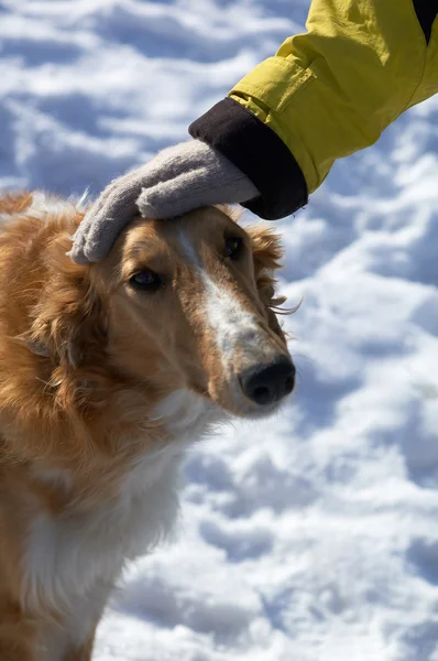Cabeça de cão e mão no inverno — Fotografia de Stock