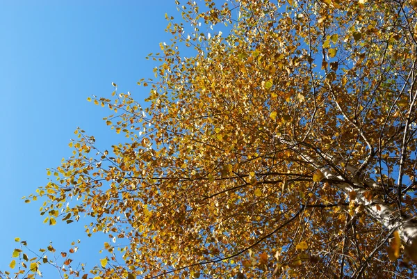 秋のバーチ ストック画像