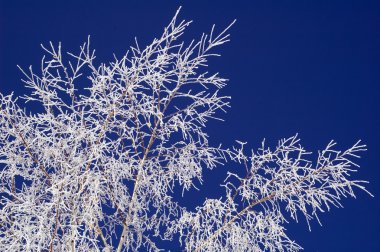 Hoar-frost birch ve mavi gökyüzü üzerinde