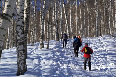 Three man snowshoer climbing in winter birch for clipart