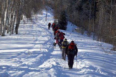 Kış birch için tırmanma büyük snowshoer grubu