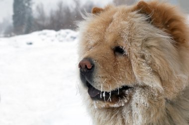 Chow-chow dog portrait clipart