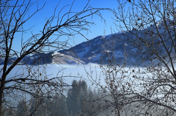 Dağ orman bulutların üstünde — Stok fotoğraf