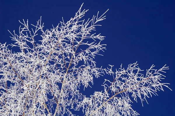 Rimfrost på Björk och blå himmel — Stockfoto
