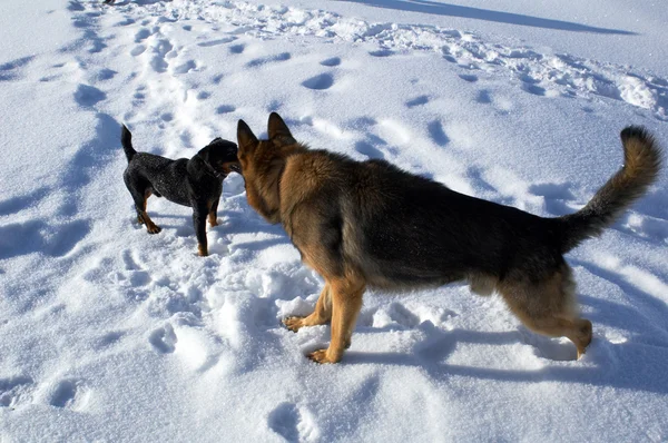 Big and small dogs on snow — Stock Photo, Image