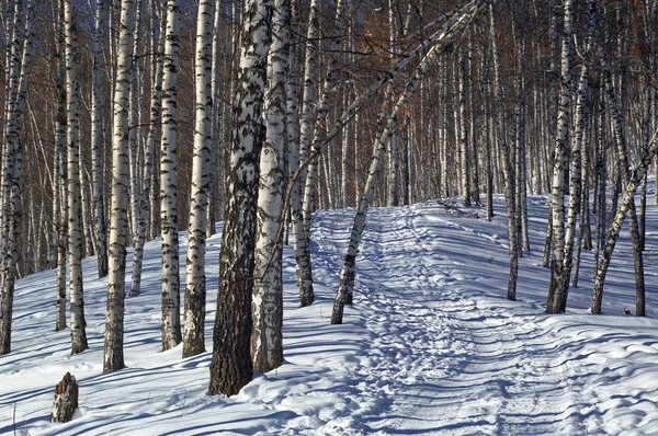 Voetpad in winter berk bos — Stockfoto