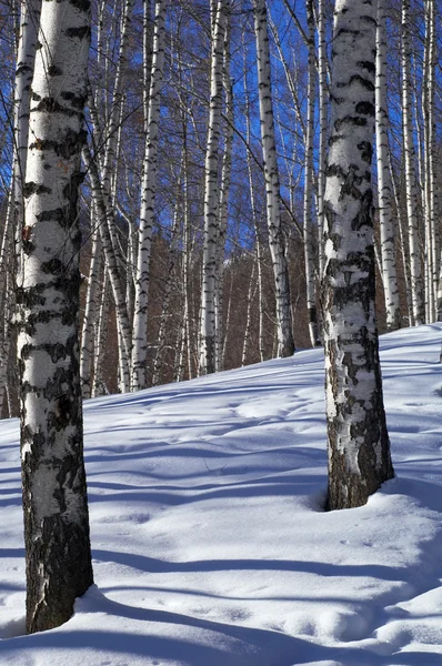 Χειμώνα σημύδα δάσος και μπλε ουρανό — Φωτογραφία Αρχείου