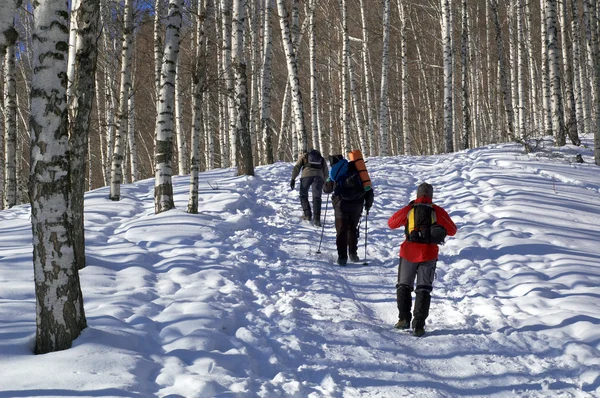 Snowshoer τριών άνθρωπος αναρρίχηση σε χειμώνα σημύδα για — Φωτογραφία Αρχείου