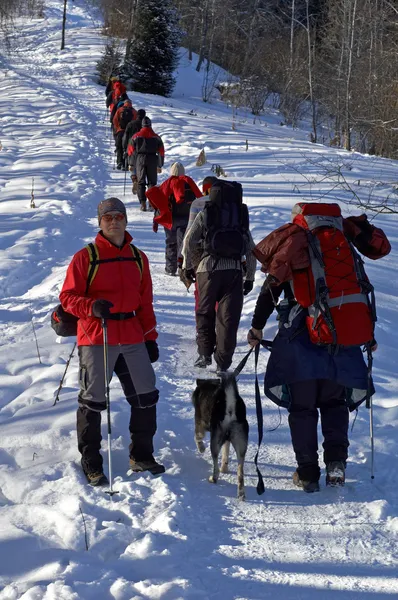 Velké snowshoer skupina horolezectví v zimě bříza pro — Stock fotografie