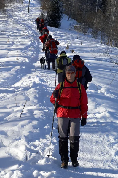 Velké snowshoer skupina horolezectví v zimě bříza pro — Stock fotografie