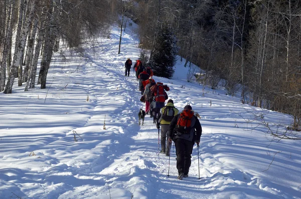 Grande grupo snowshoer escalada em bétula de inverno para — Fotografia de Stock