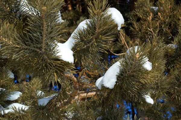 Winterbaum aus nächster Nähe — Stockfoto
