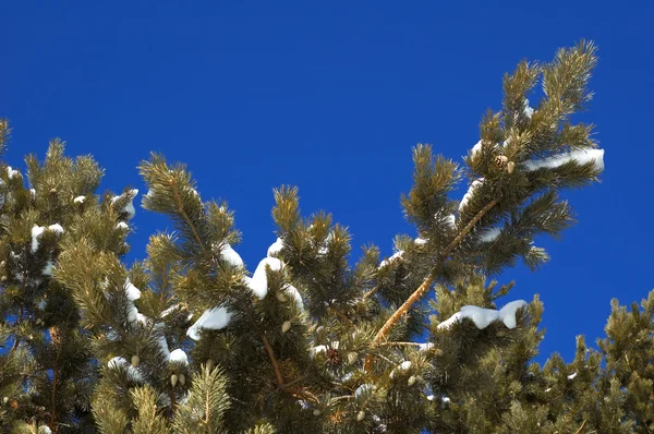 Primer plano del árbol de invierno —  Fotos de Stock