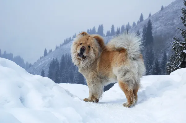 Chow-chow cão na montanha de inverno — Fotografia de Stock