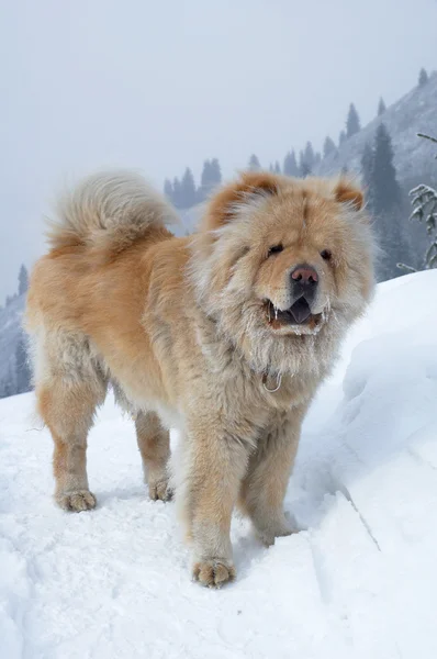 Chow-chow perro en la montaña de invierno —  Fotos de Stock
