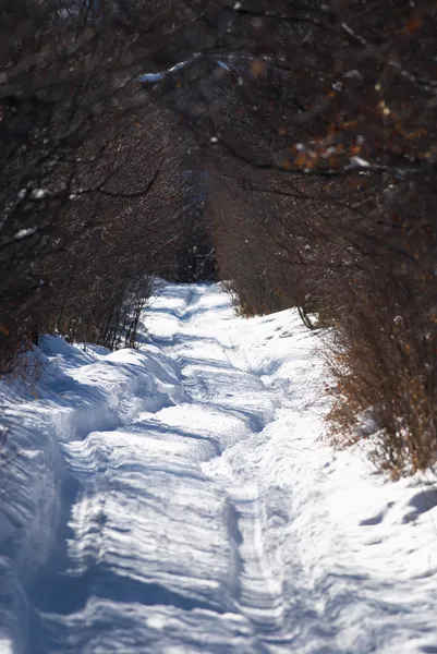 Estrada rural na floresta de inverno — Fotografia de Stock