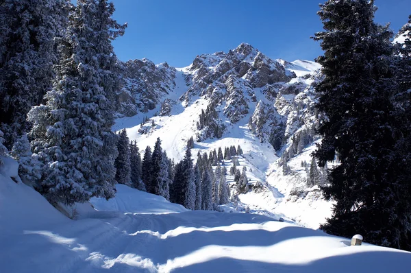 Picchi invernali — Foto Stock