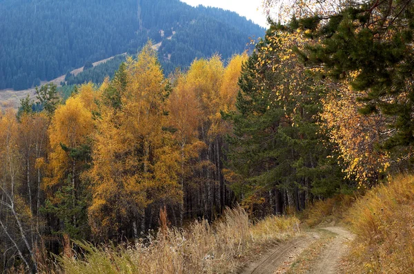 Outono na floresta de montanha — Fotografia de Stock