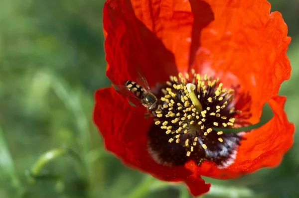 Coquelicot et abeille — Photo