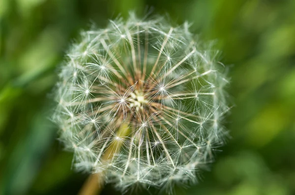 stock image Dandelion (blowball)