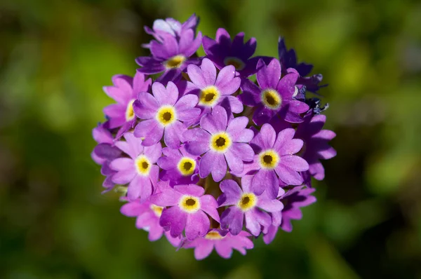多くの小さな紫色の花 — ストック写真