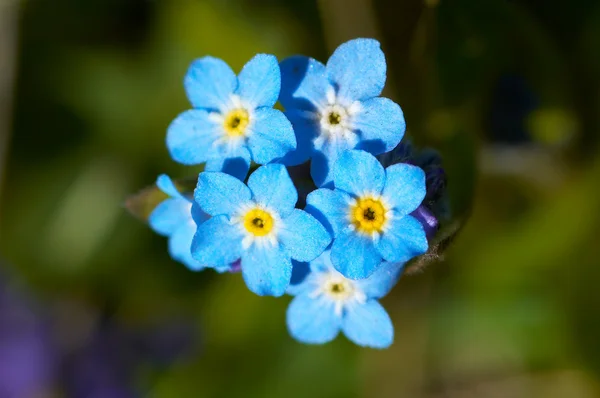 Azure květina — Stock fotografie