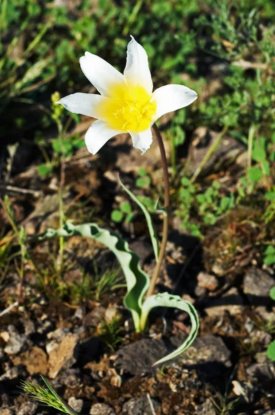 First small snowdrop flower in steppe — Stock Photo, Image