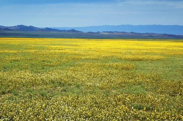 Estepes de primavera amarela e cordilheira — Fotografia de Stock
