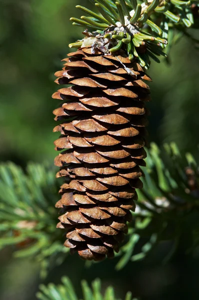 stock image Cone