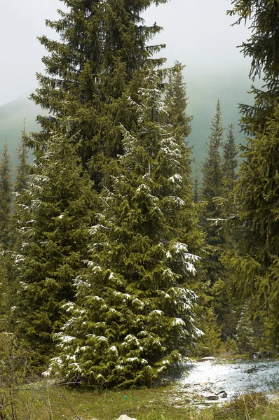 Primera nieve en bosque de pinos de montaña — Foto de Stock
