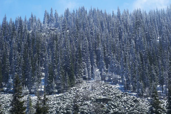 Πρώτο χιόνι στο πευκοδάσος του βουνού — Φωτογραφία Αρχείου