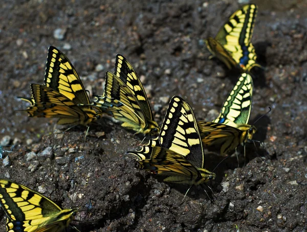 stock image Yellow butterfly on ground