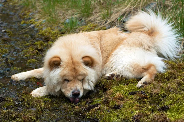 Tired chow-chow dog to drink — Stock Photo, Image