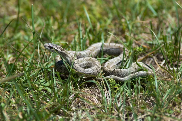 Small snake — Stock Photo, Image