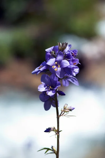 Flor azul do vento — Fotografia de Stock