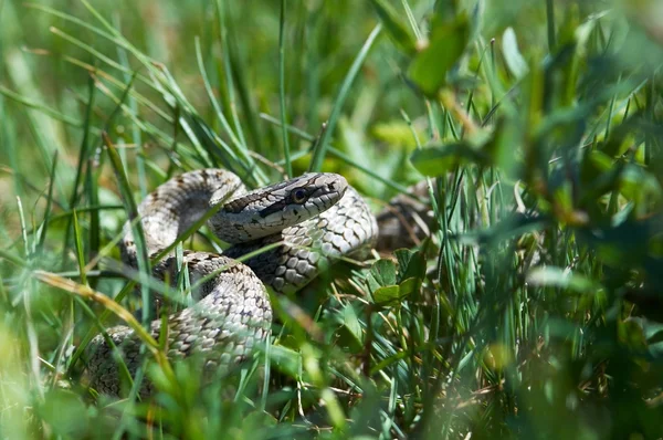 Snake hunts in grass — Stock Photo, Image