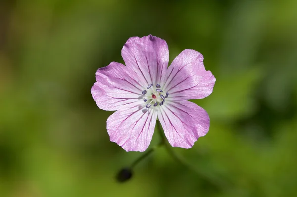 Fiore selvatico viola — Foto Stock