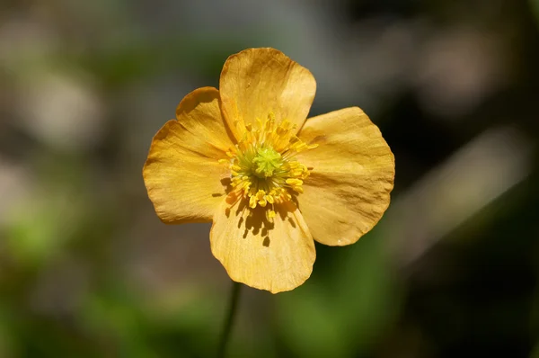 Flor amarela selvagem — Fotografia de Stock