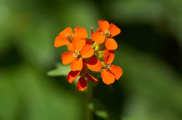Flor vermelha selvagem — Fotografia de Stock