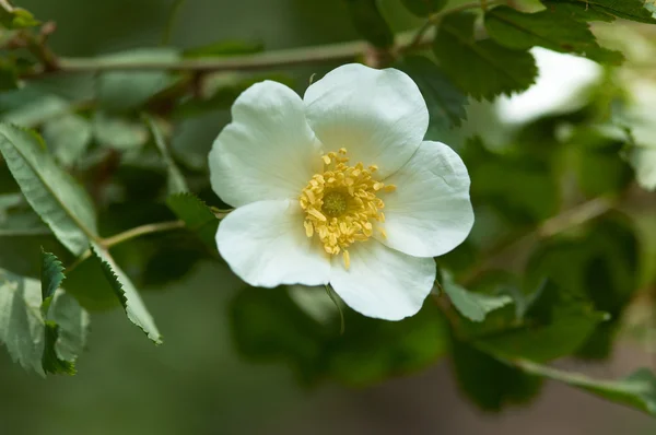 Witte wild bloem — Stockfoto