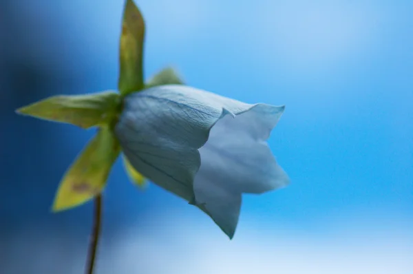 Vahşi bellflower ve gökyüzü — Stok fotoğraf