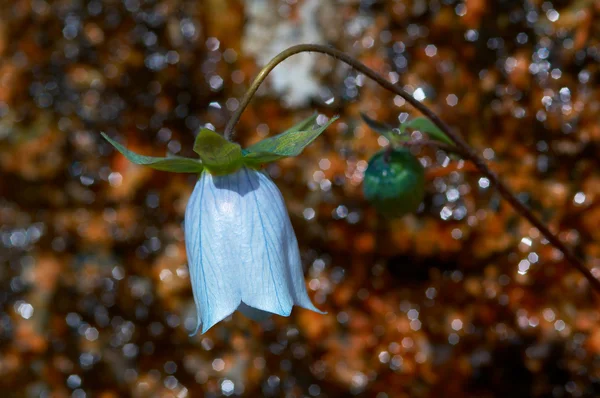 Wild bellflower en water fakkels — Stockfoto
