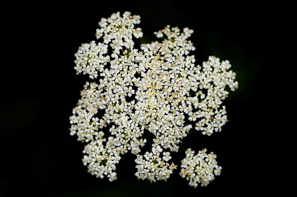 Viele kleine weiße Blüten — Stockfoto