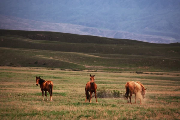 Tre vilda hästar — Stockfoto