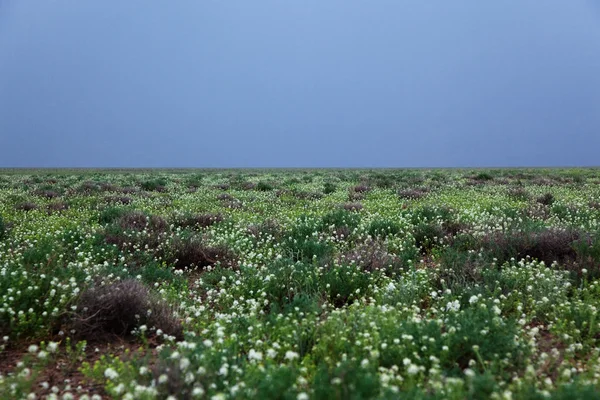 봄 사막 — 스톡 사진