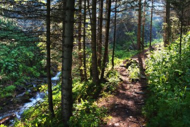 Footpath in forest clipart